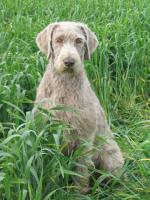 Slowak. Drahthaariger Vorstehhund - Slovensk� Hrubosrst� Stavac